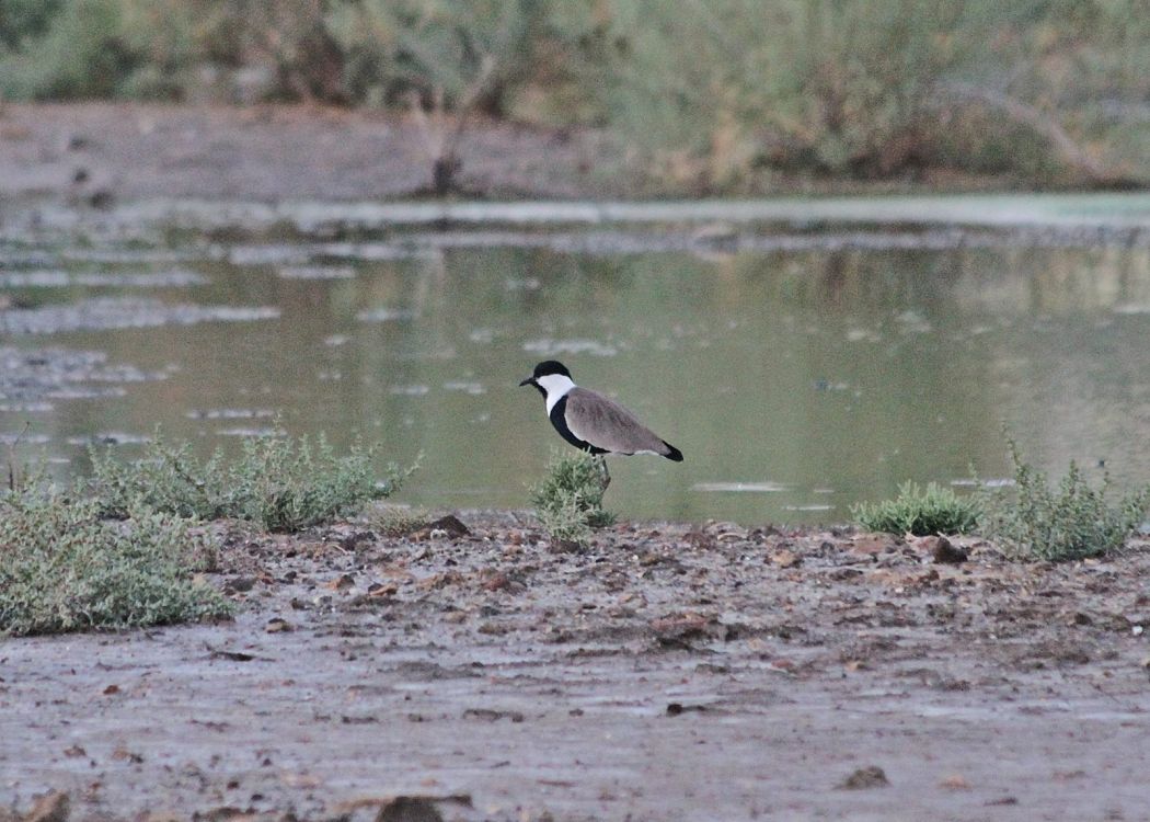 Spur-winged Lapwing