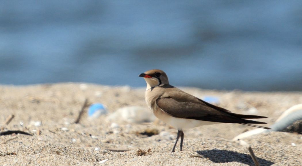 Collared Pratincole