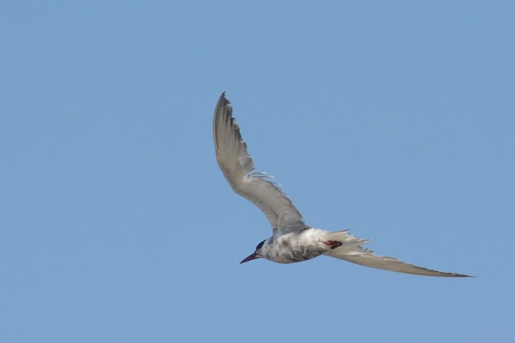 Whiskered Tern