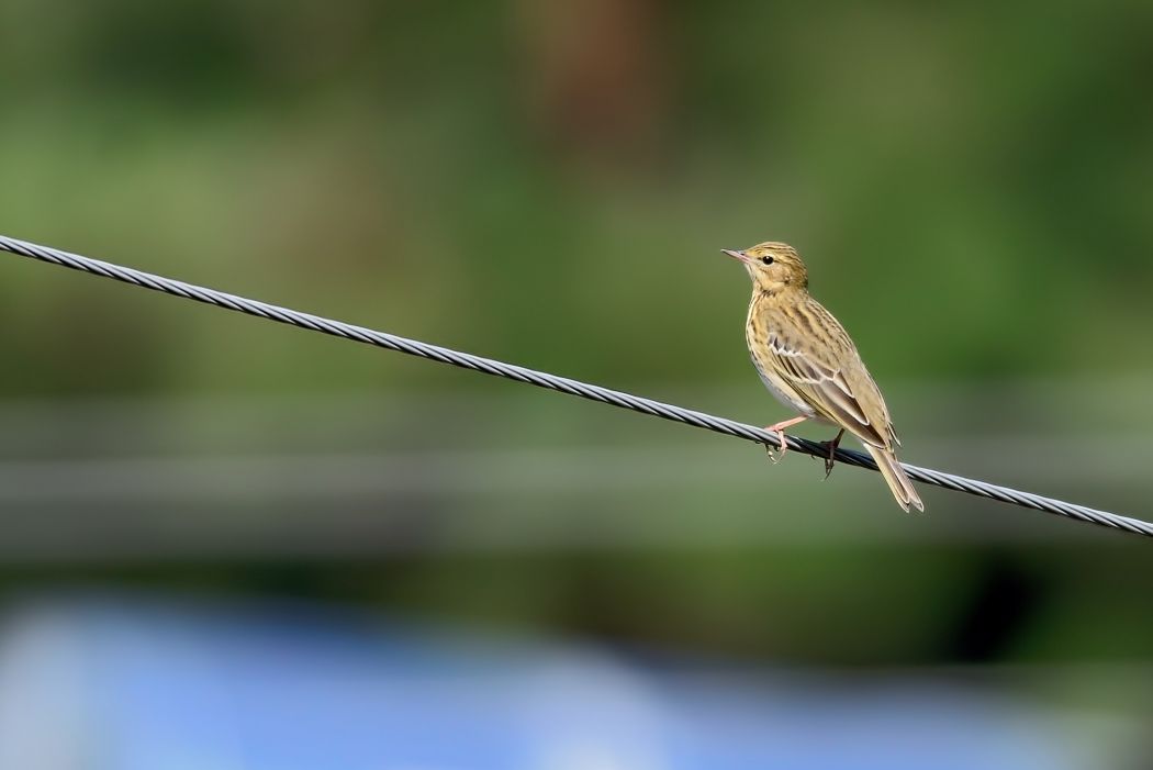 Tree Pipit