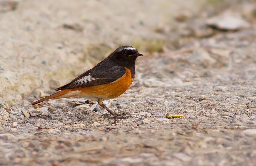 Common Redstart