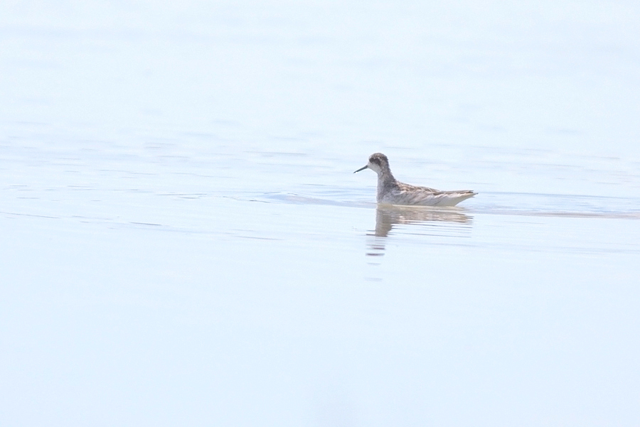 Red-necked Phalarope