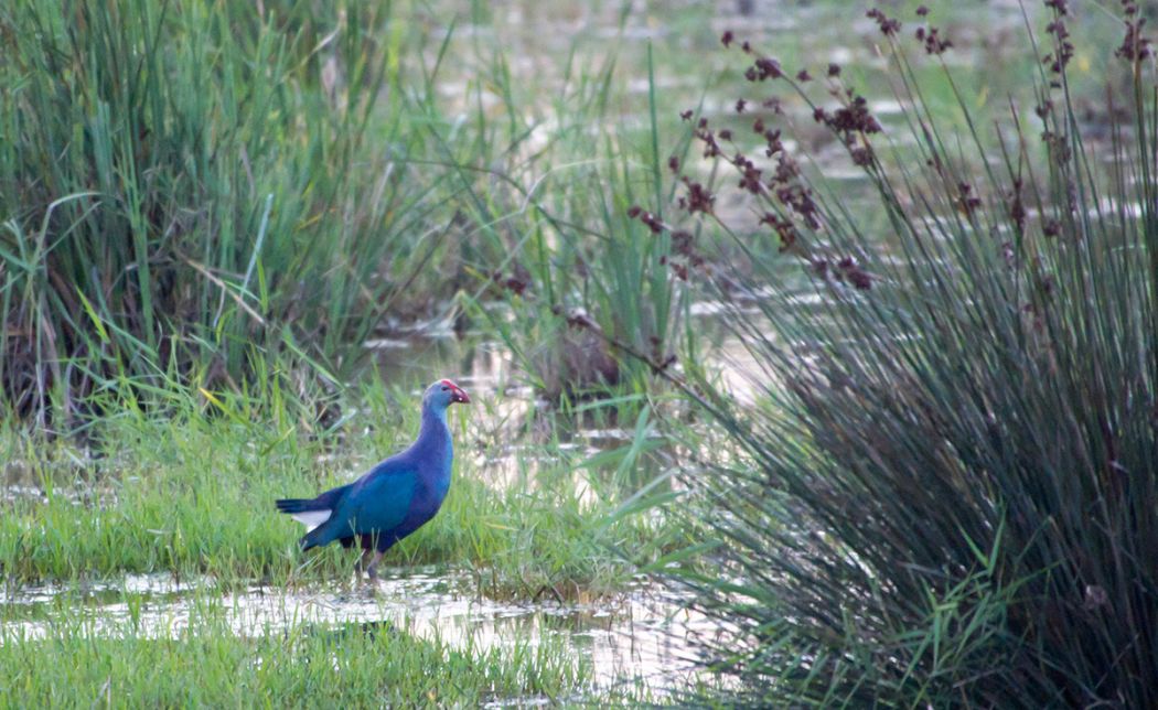 Grey-headed Swamphen