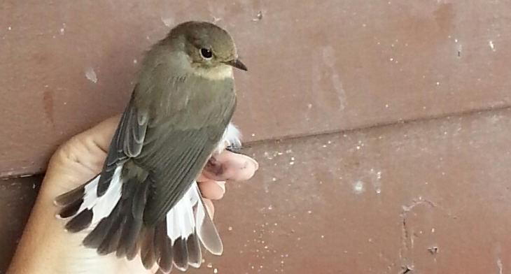 Red-breasted Flycatcher