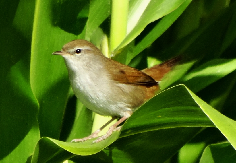 Cetti`s Warbler