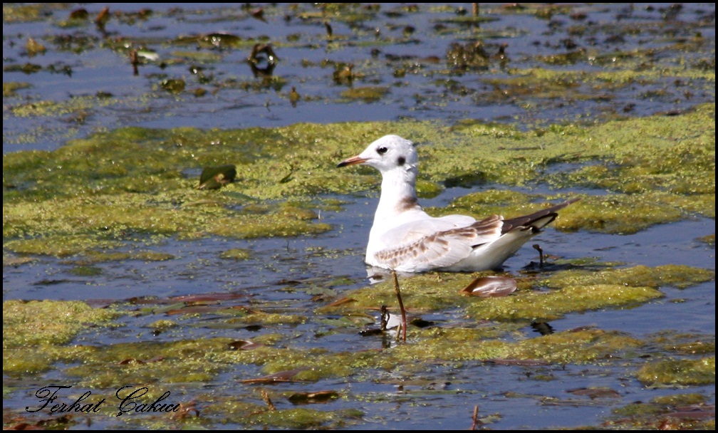 Black-headed Gull
