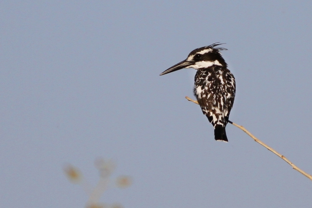 Pied Kingfisher