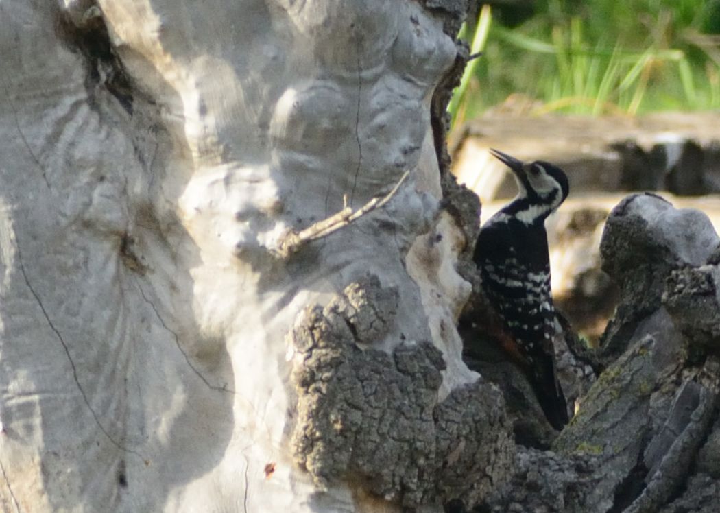 White-backed Woodpecker