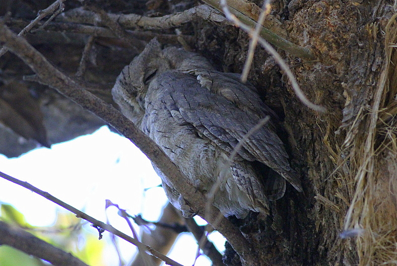 Pallid Scops Owl