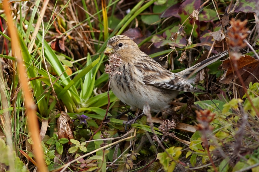 Twite