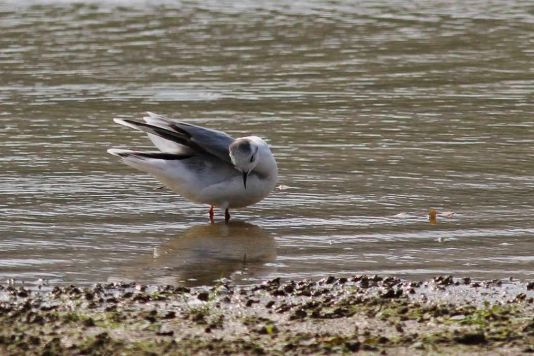 Little Gull