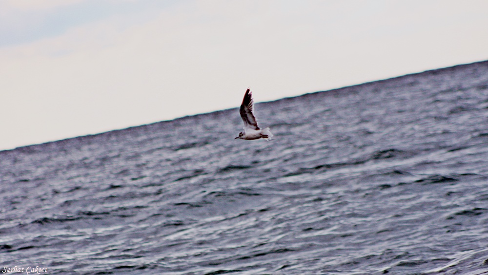 Little Gull