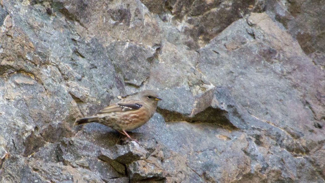 Alpine Accentor