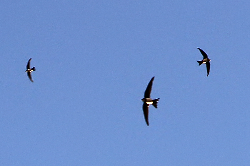 Alpine Swift
