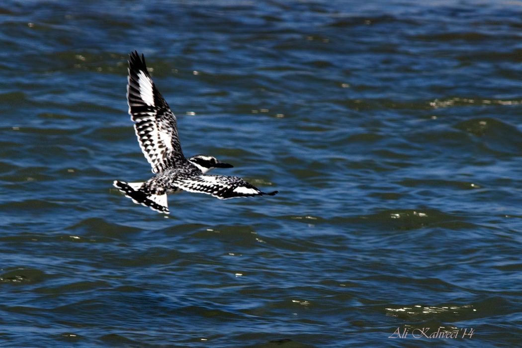Pied Kingfisher