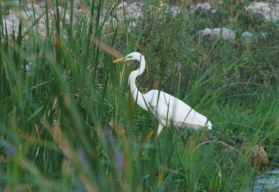Great Egret