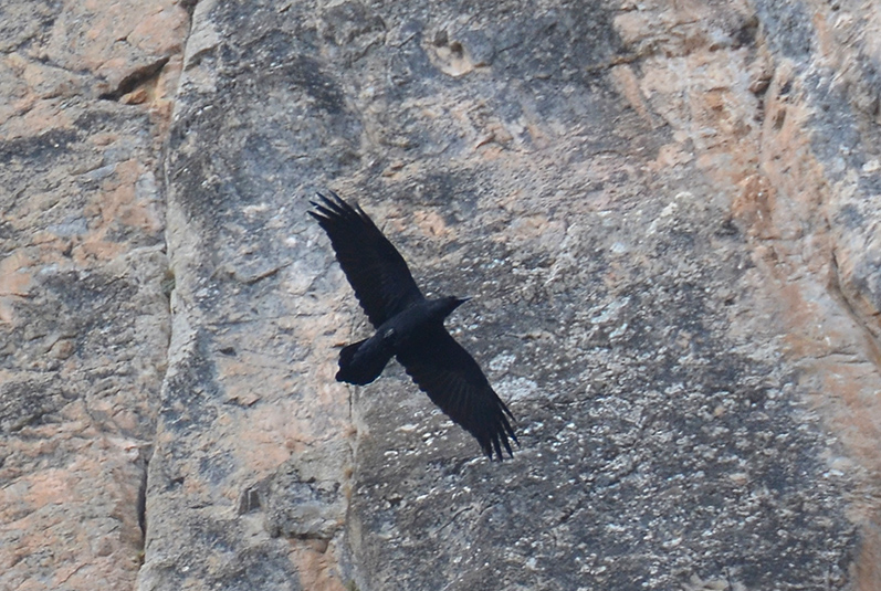 Northern Raven