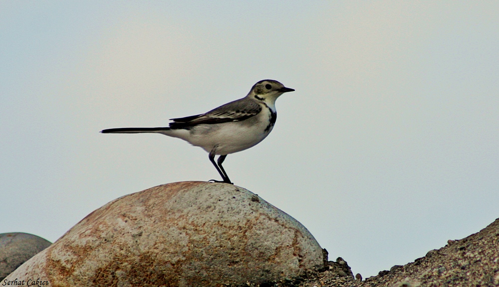 White Wagtail