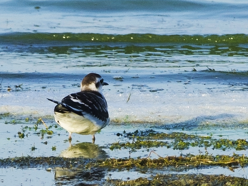Little Gull