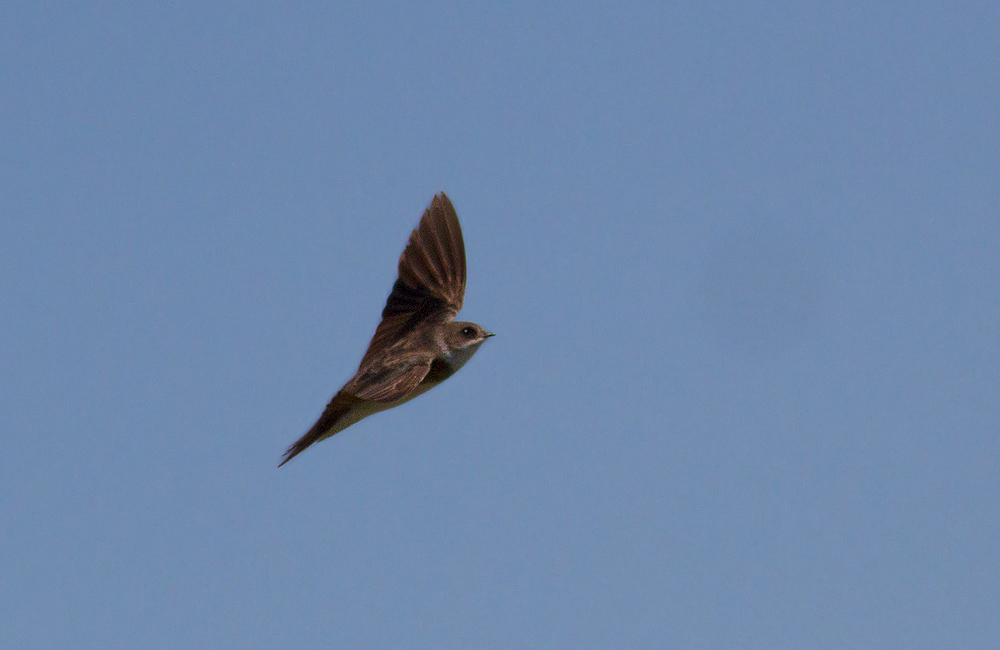 Sand Martin