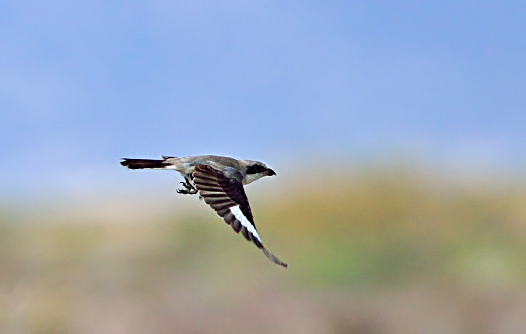 Lesser Grey Shrike