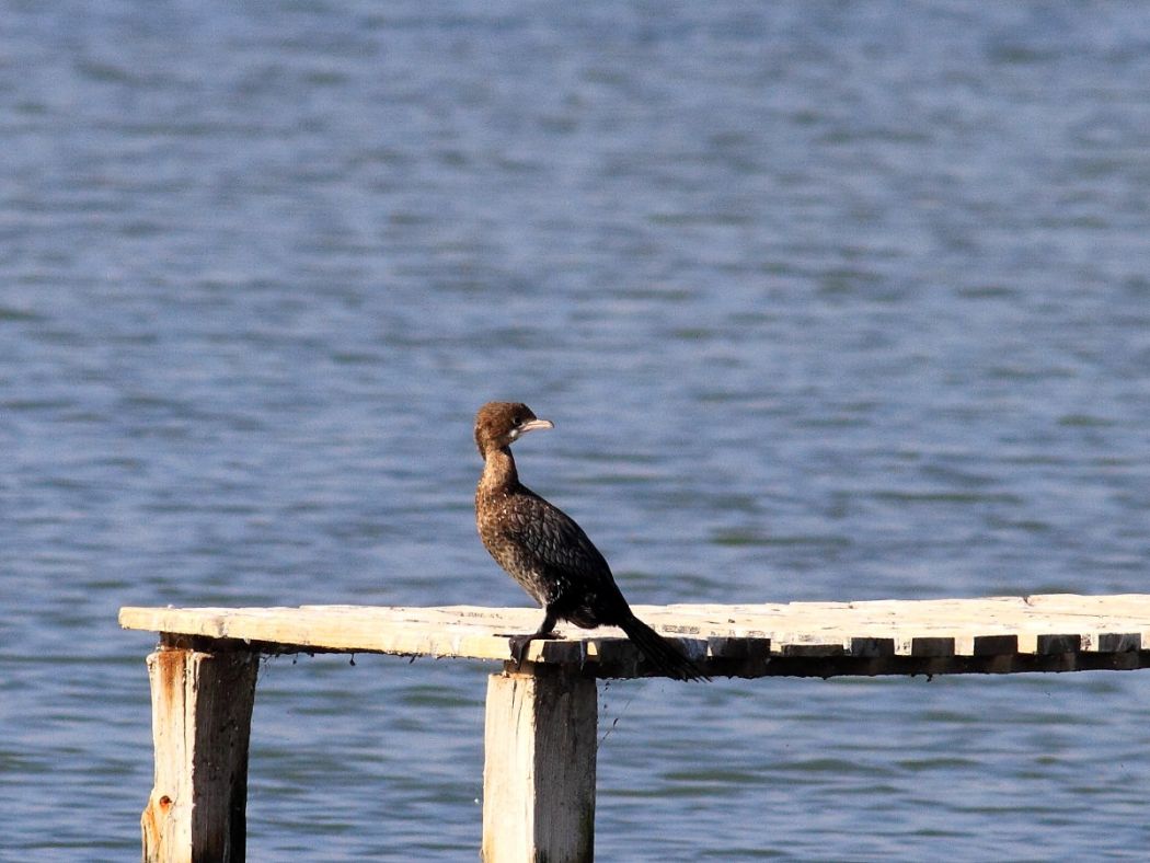 Pygmy Cormorant