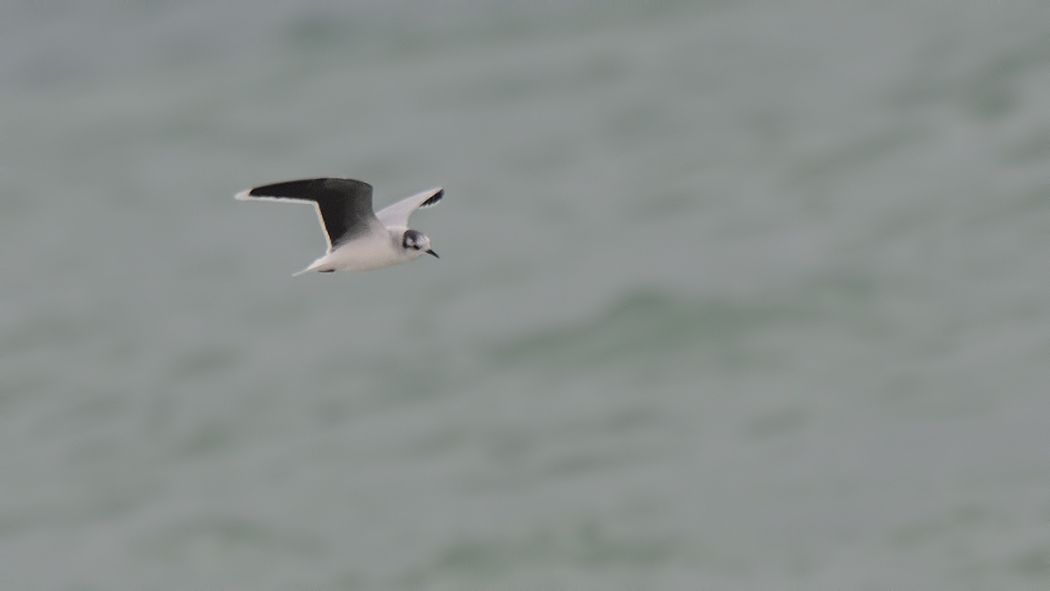 Little Gull