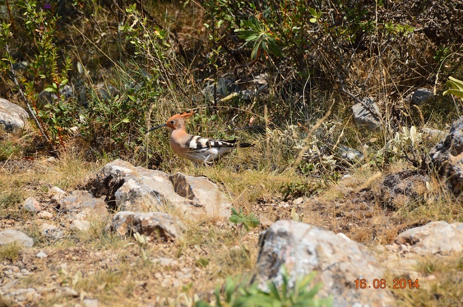 Eurasian Hoopoe