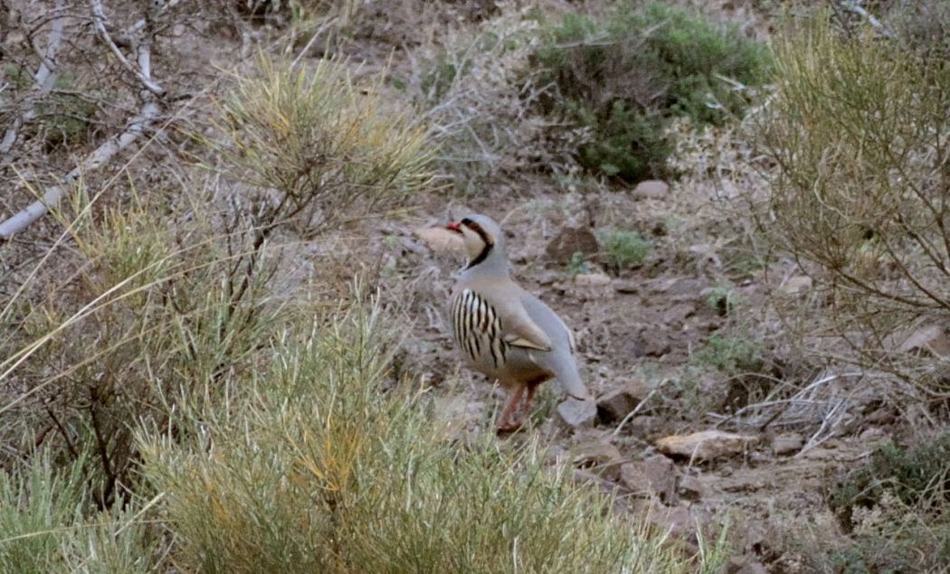 Chukar Partridge