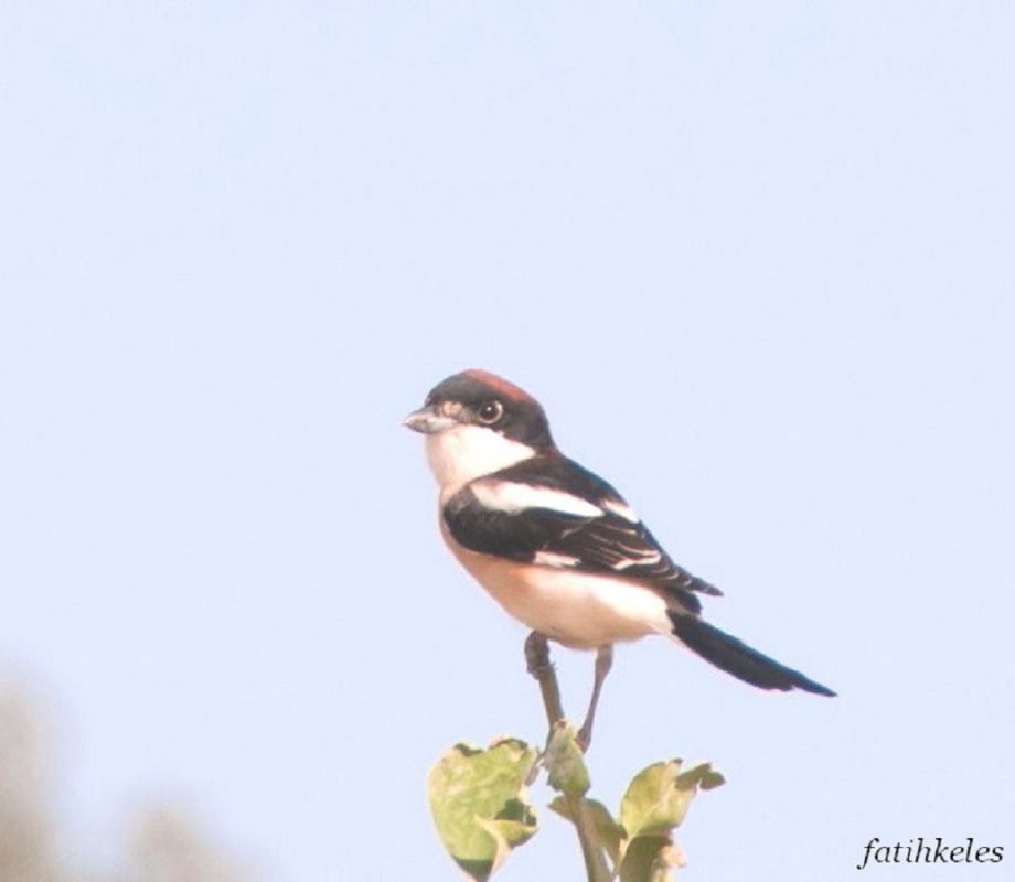 Woodchat Shrike