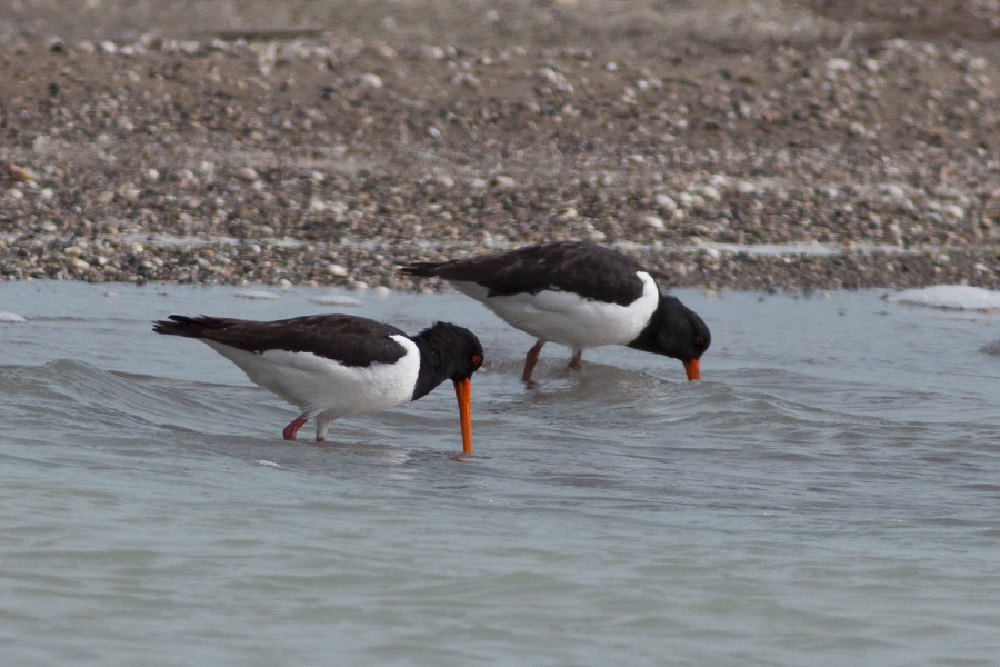 Eurasian Oystercatcher