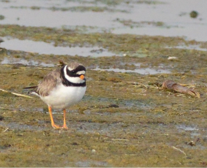 Common Ringed Plover