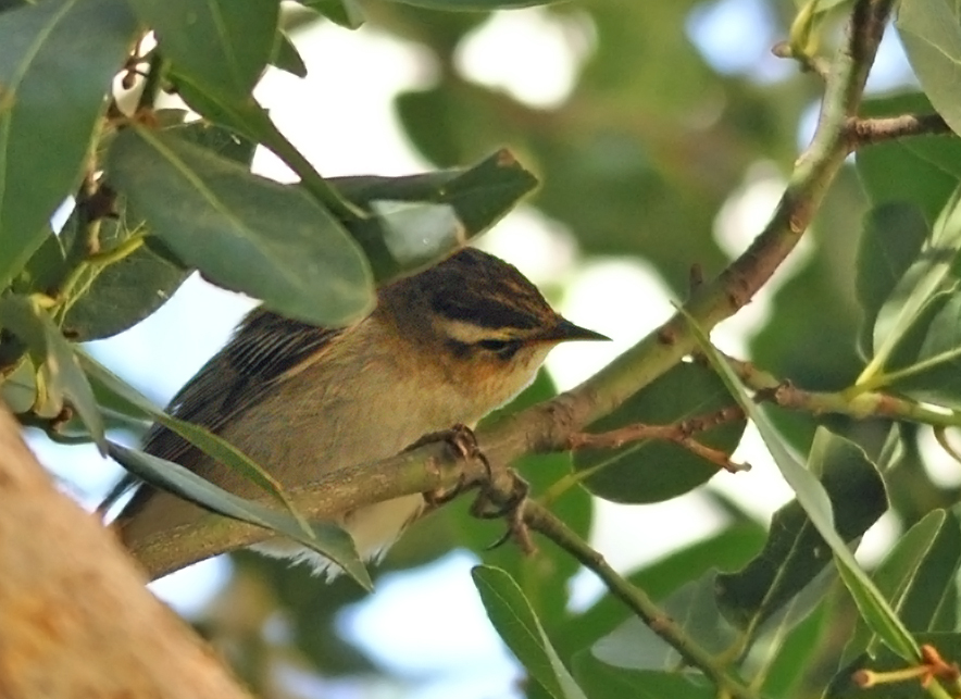 Sedge Warbler