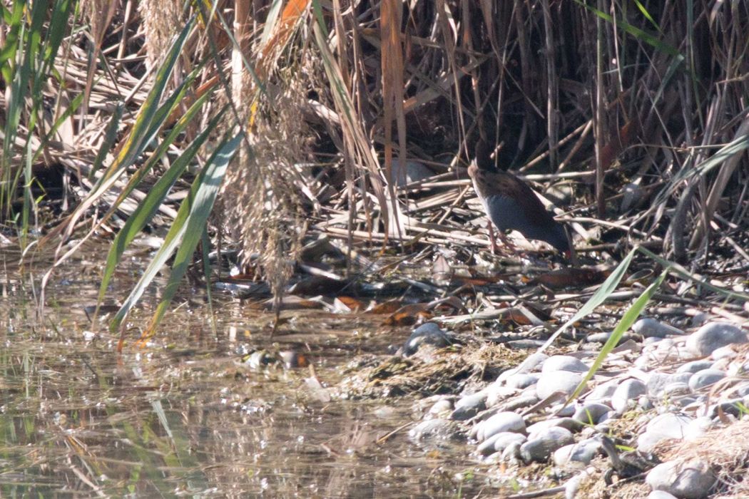 Water Rail