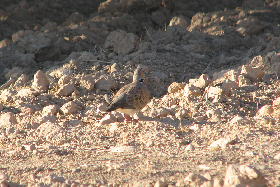 European Turtle Dove