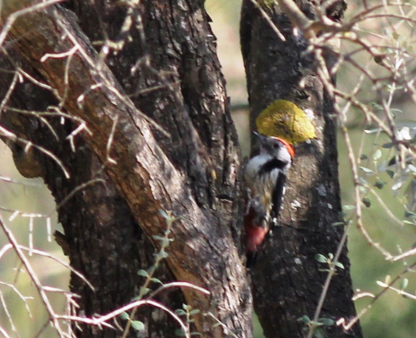 Middle Spotted Woodpecker