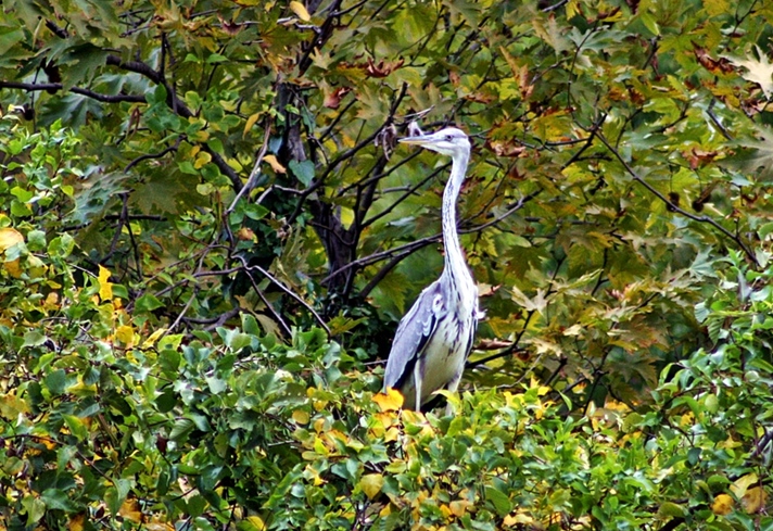 Grey Heron