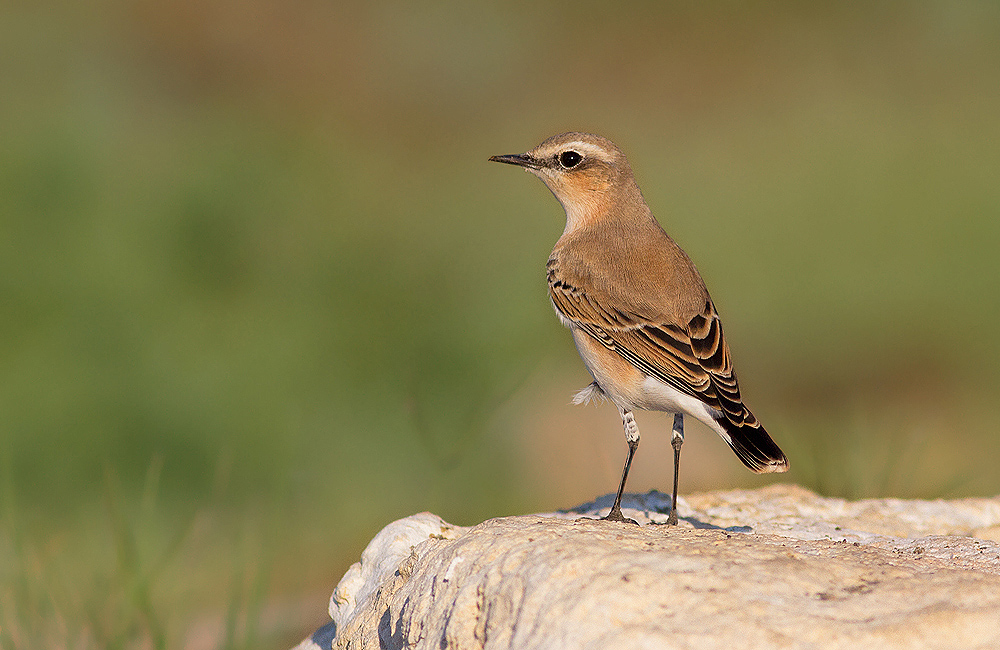 Northern Wheatear