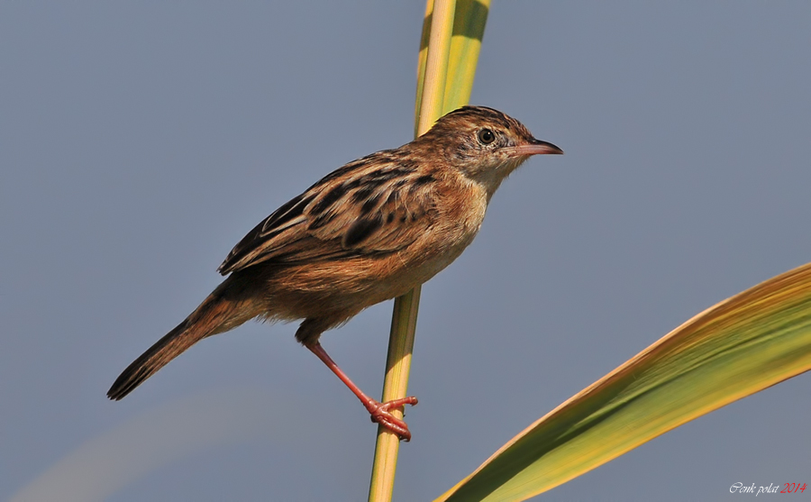 Zitting Cisticola