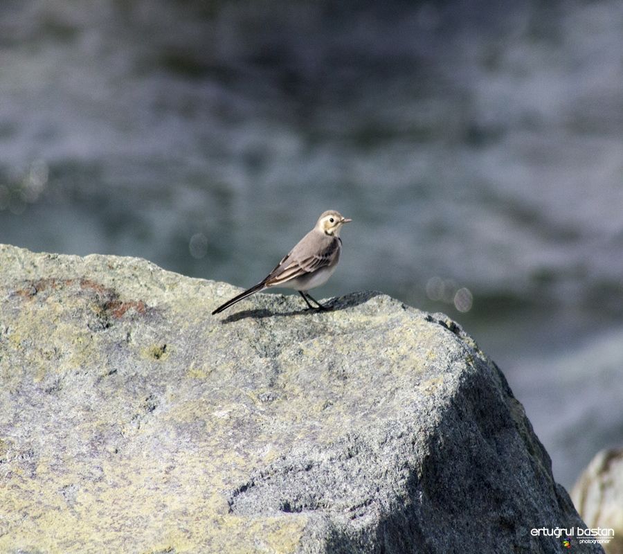 White Wagtail