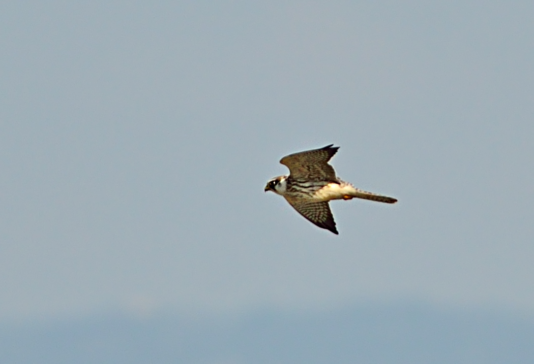 Red-footed Falcon