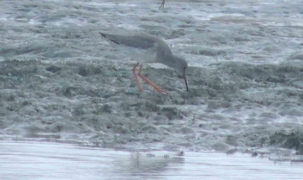 Common Redshank