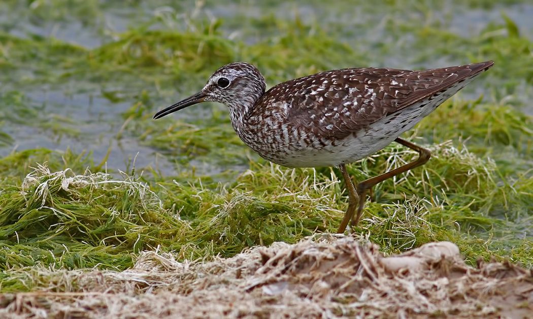 Wood Sandpiper