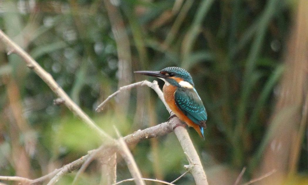 Common Kingfisher