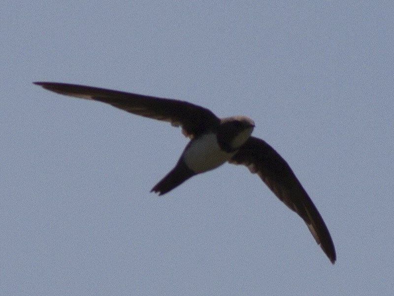Alpine Swift