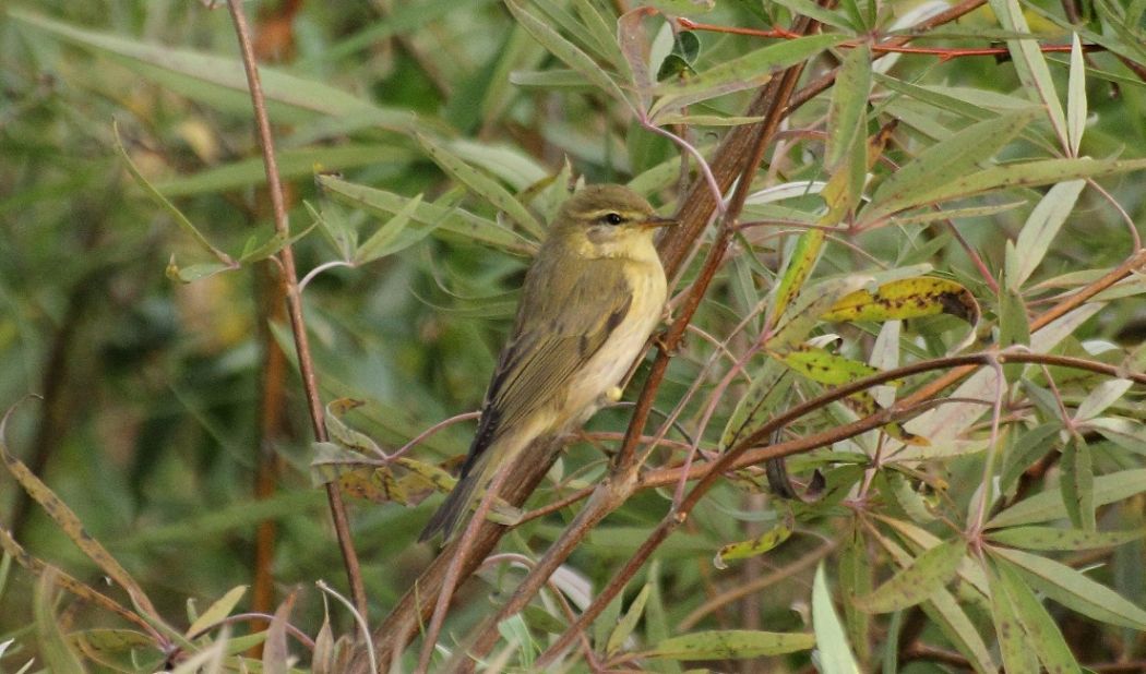 Willow Warbler