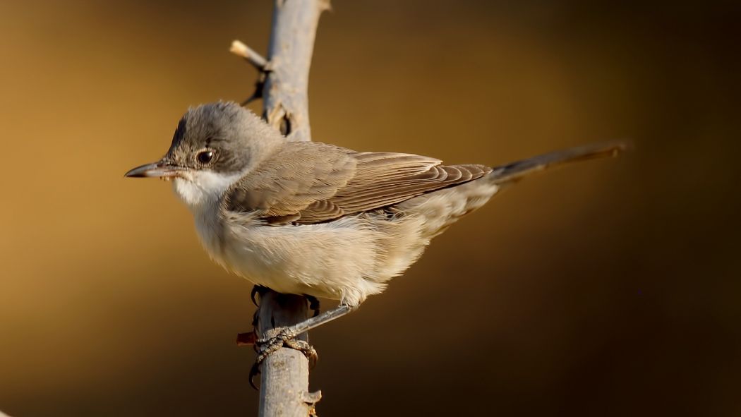 Eastern Orphean Warbler