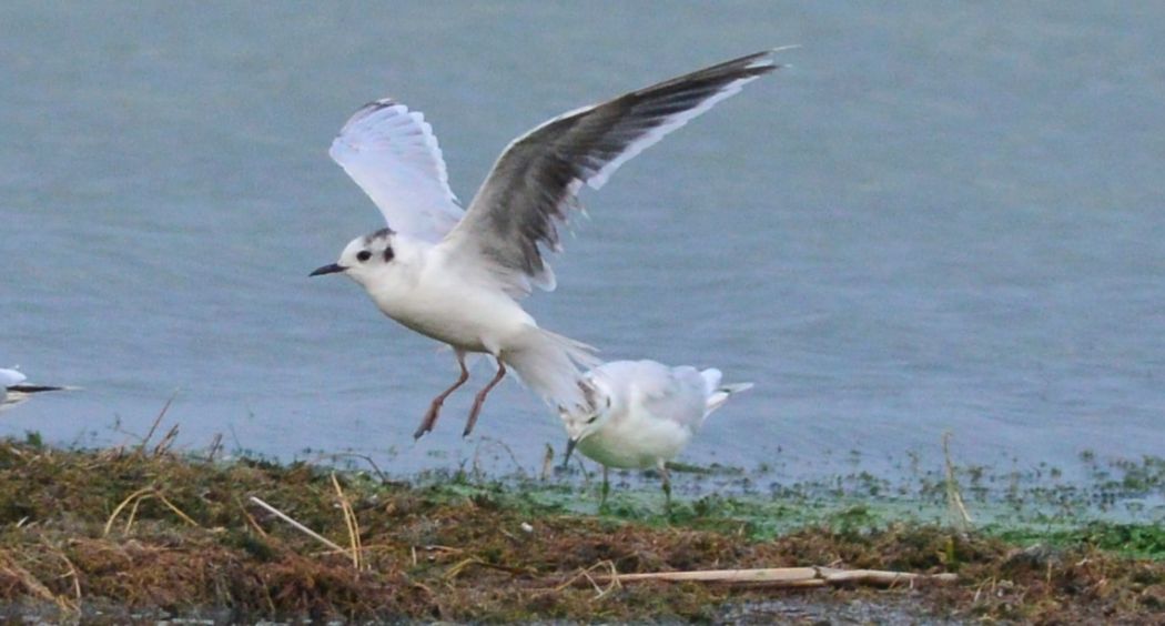 Little Gull
