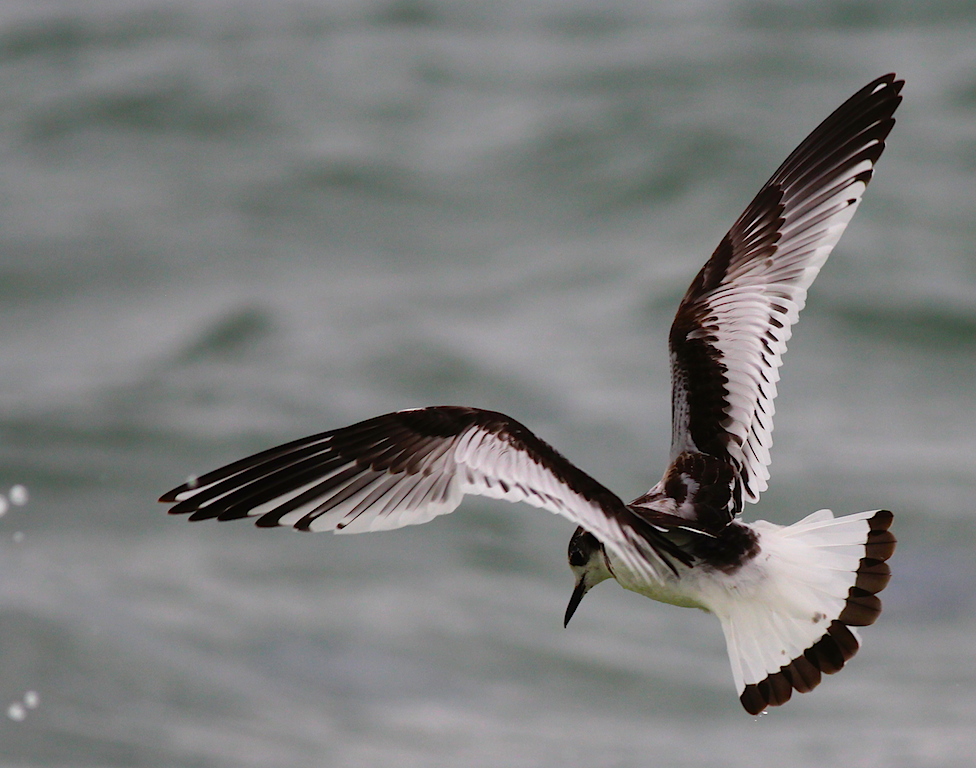 Little Gull