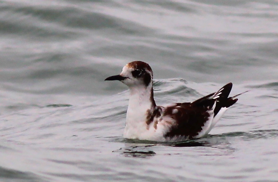 Little Gull